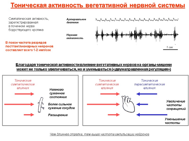 Тоническая активность вегетативной нервной системы В покое частота разрядов постганглионарных нейронов составляет всего 1-2